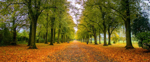 park-path-in-autumn